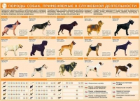 Комплект плакатов "Кинология" - «globural.ru» - Воронеж