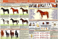 Комплект плакатов "Служебное коневодство" - «globural.ru» - Воронеж