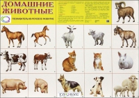 Демонстрационные карточки "Домашние животные" - «globural.ru» - Воронеж