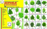 Демонстрационные карточки "Деревья и кустарники" - «globural.ru» - Воронеж