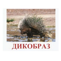 Карточки Домана "Дикие животные-3" - «globural.ru» - Воронеж