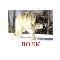 Карточки Домана "Дикие животные-1" - «globural.ru» - Воронеж