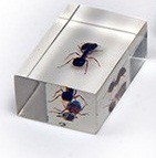 Комплект микропрепаратов для стереомикроскопа - «globural.ru» - Воронеж