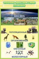 Стенд "Уровни организации живого" - «globural.ru» - Воронеж