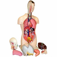 Торс человека разборный (42 см.) - «globural.ru» - Воронеж