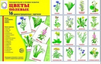 Демонстрационные карточки "Цветы полевые" - «globural.ru» - Воронеж