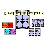 Модель-аппликация "Биосинтез белка" (ламинированная) - «globural.ru» - Воронеж