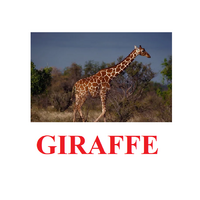 "Wild Animals-1" ("Дикие животные-1") английские карточки Домана - «globural.ru» - Воронеж