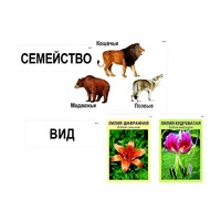 Модель-аппликация "Классификация растений и животных" (ламинированная) - «globural.ru» - Воронеж