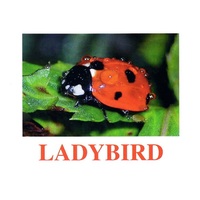 "Insects" ("Насекомые") английские карточки Домана - «globural.ru» - Воронеж