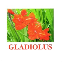 "Flowers-1" ("Цветы-1") английские карточки Домана - «globural.ru» - Воронеж