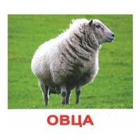 .Карточки Домана "Домашние животные" - «globural.ru» - Воронеж