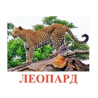 Карточки Домана "Дикие животные-2" - «globural.ru» - Воронеж