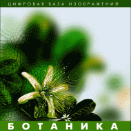 Ботаника. (Цифровая база изображений) - «globural.ru» - Воронеж