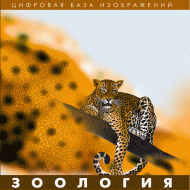 Зоология. (Цифровая база изображений) - «globural.ru» - Воронеж