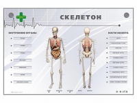 Электрифицированный стенд-тренажер "Скелетон" - «globural.ru» - Воронеж