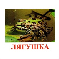 Карточки Домана "Амфибии и рептилии" - «globural.ru» - Воронеж