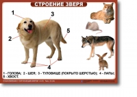 Ознакомление с окружающим миром. 1-4 класс. Комплект таблиц. Наглядные пособия для начальной школы, учебные пособия - «globural.ru» - Воронеж
