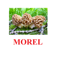 "Mushrooms" ("Грибы") английские карточки Домана - «globural.ru» - Воронеж