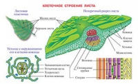 Плакаты и таблицы по биологии - «globural.ru» - Воронеж