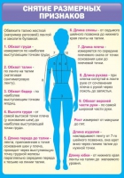 Стенд "Снятие мерок" (вариант 2) - «globural.ru» - Воронеж