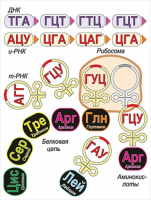 Модель-аппликация Биосинтез белка - «globural.ru» - Воронеж