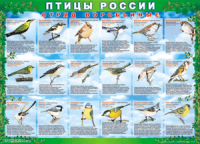 Таблица Птицы России из  4 листов в комплекте 1000*1400 винил	 - «globural.ru» - Воронеж