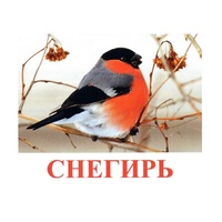 Карточки Домана "Птицы-1" - «globural.ru» - Воронеж