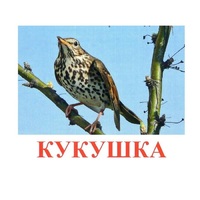 Карточки Домана "Птицы-3" - «globural.ru» - Воронеж