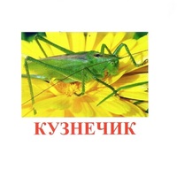 Карточки Домана "Насекомые" - «globural.ru» - Воронеж