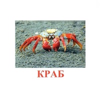 Карточки Домана "Подводный мир" - «globural.ru» - Воронеж