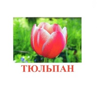 Карточки Домана "Цветы-1" - «globural.ru» - Воронеж
