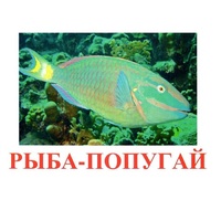 Карточки Домана "Рыбы" - «globural.ru» - Воронеж