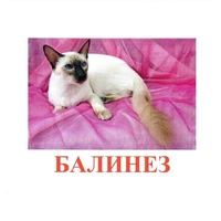 Карточки Домана "Породы кошек" - «globural.ru» - Воронеж