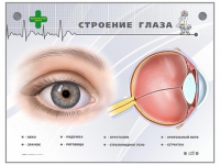 Интерактивный стенд "Строение глаза" - «globural.ru» - Воронеж
