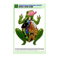Рельефная таблица "Внутреннее строение лягушки" (формат А1, матовое ламинир.) - «globural.ru» - Воронеж