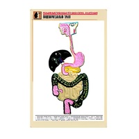 Рельефная таблица "Пищеварительный тракт" (формат А1, матовое ламинир.) - «globural.ru» - Воронеж