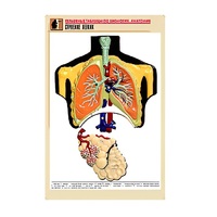 Рельефная таблица "Строение легких" (формат А1, матовое ламинир.) - «globural.ru» - Воронеж