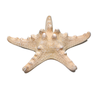 Сухой препарат "Звезда морская" (вариант 2) - «globural.ru» - Воронеж