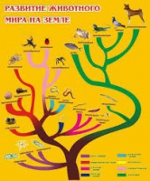 Стенд "Развитие животного мира на земле" - «globural.ru» - Воронеж