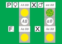 Модель-аппликация Дигибридное скрещивание. Законы Менделя. (набор из 84 карт) - «globural.ru» - Воронеж