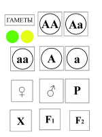 Модель-аппликация Моногибридное скрещивание и его цитологические основы - «globural.ru» - Воронеж