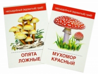 Раздаточные карточки "Грибы съедобные и не съедобные" - «globural.ru» - Воронеж