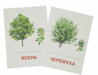 Раздаточные карточки "Деревья и кустарники" - «globural.ru» - Воронеж