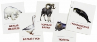 Раздаточные карточки "Животные холодных широт" - «globural.ru» - Воронеж