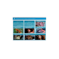 Стенд-планшет светодинамический "Изучение типических патологических процессов в организмах животных" - «globural.ru» - Воронеж