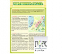 Стенд "Биосинтез белка" - «globural.ru» - Воронеж
