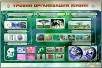 Электрифицированный стенд "Уровни организации жизни" - «globural.ru» - Воронеж