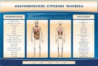 Электрифицированный стенд-тренажер c макетом скелета "Анатомическое строение человека" - «globural.ru» - Воронеж