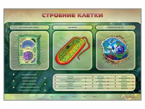 Электрифицированный стенд "Строение клетки" с маркерными полями - «globural.ru» - Воронеж